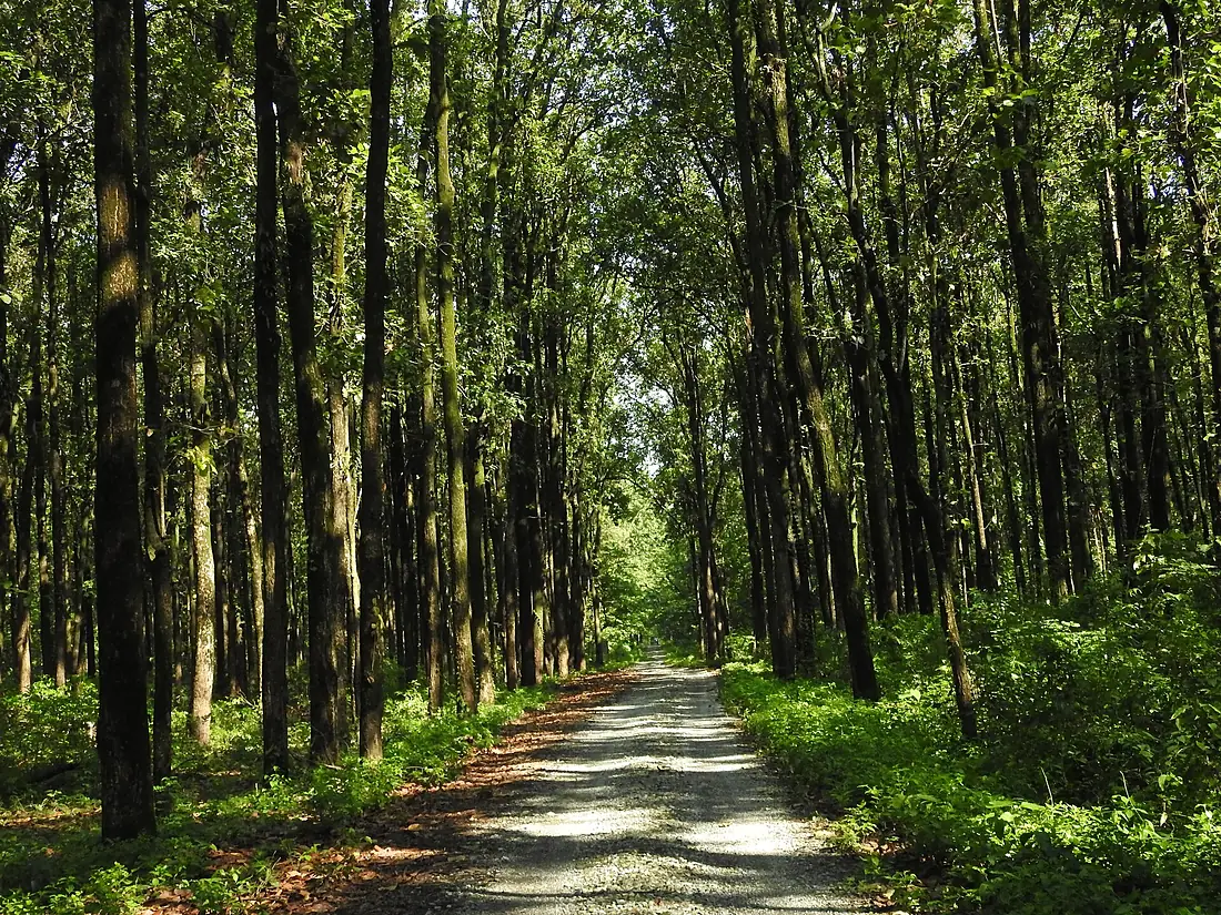 Chilapata entry