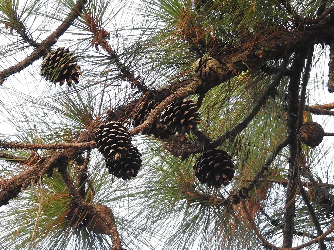 Egg-cone pine, Cintalapa, Chiapas, Mexico 13830739