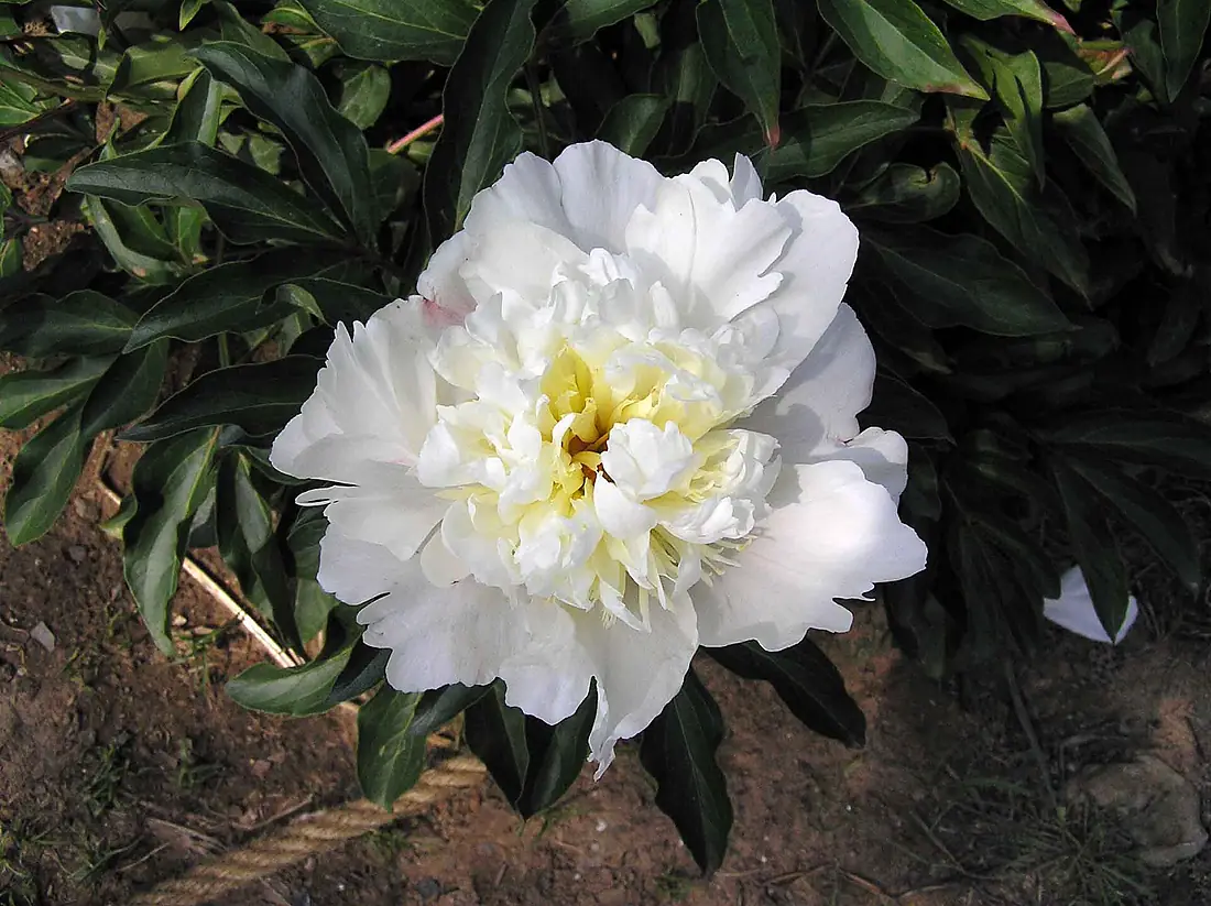 芍藥-胭脂點玉 Paeonia lactiflora -北京植物園 Beijing Botanical Garden, China- (12403737425)