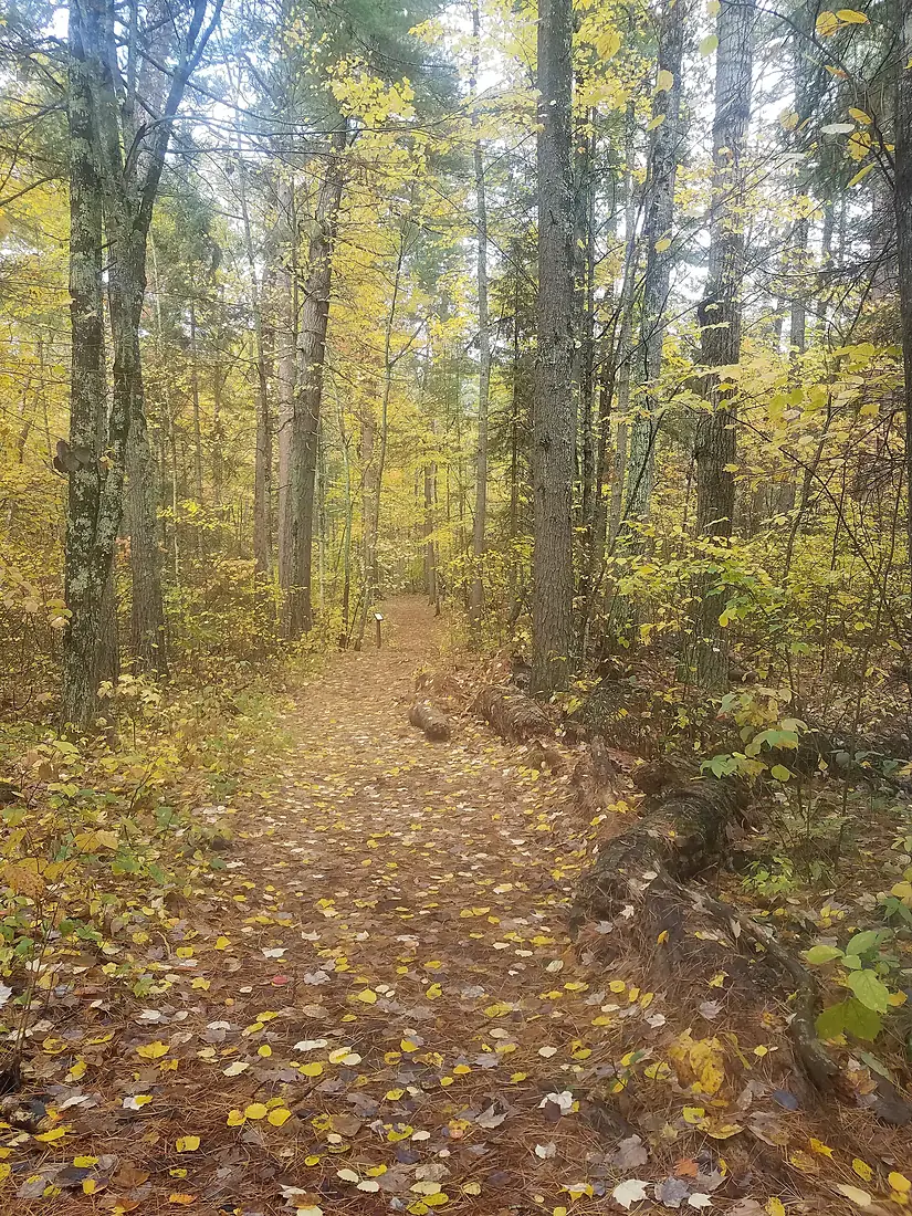 171003-FS-Chippewa-LostForty hiking trail (37237435390)