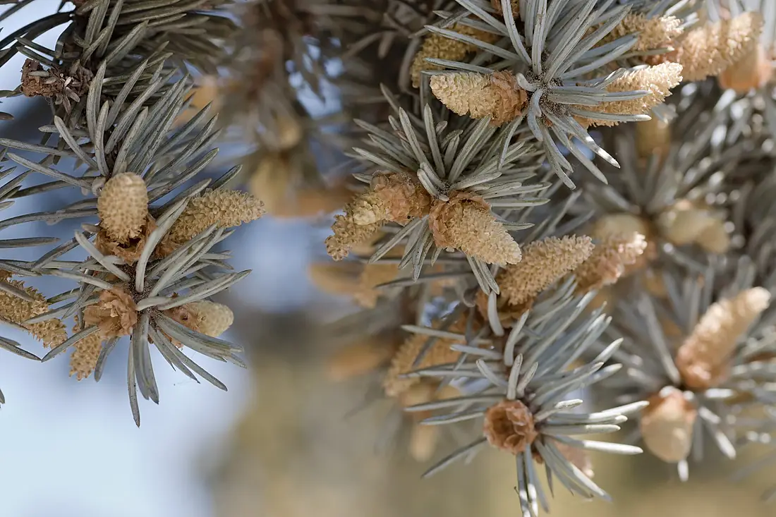 A branch of a conifer from Chisinau Botanical Garden