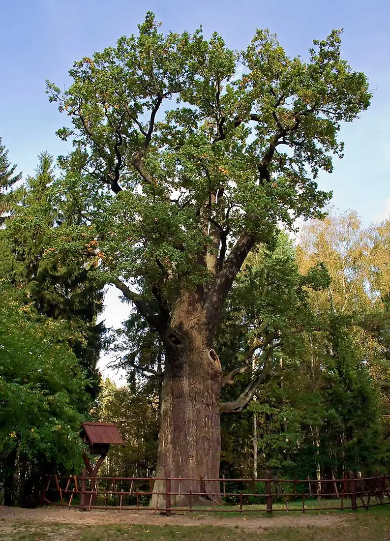 Dab-Chrobry-2007