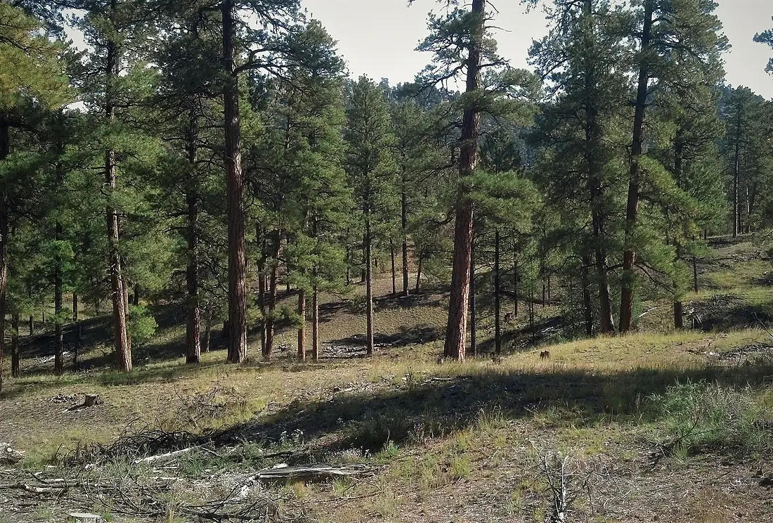 CFLRP (Collaborative Forest Landscape Restoration Program) (20190422-FS-Cibola-001)