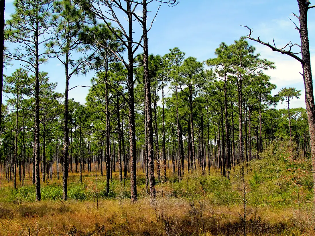 01 Sky Pine Cliff Nuesiok Trail MST Croatan NF 9862