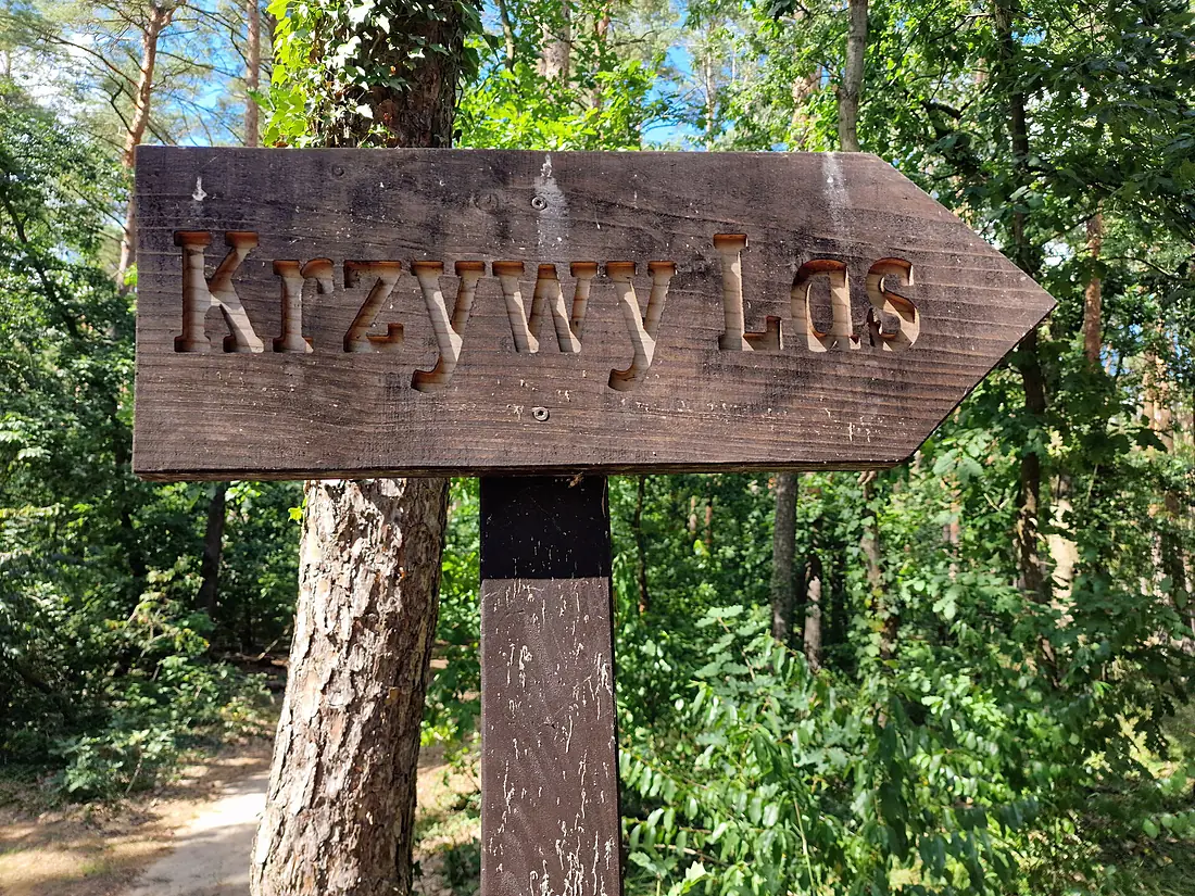 20260816 Krzywy Las Nowe Czarnowo anagoria 00