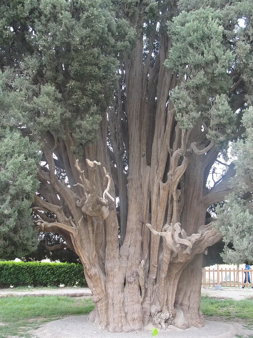Cypress of Abarqu - Bough - 3