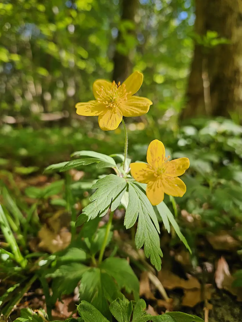 Anemone ranunculoides in Dalby Söderskog National Park in May 2026