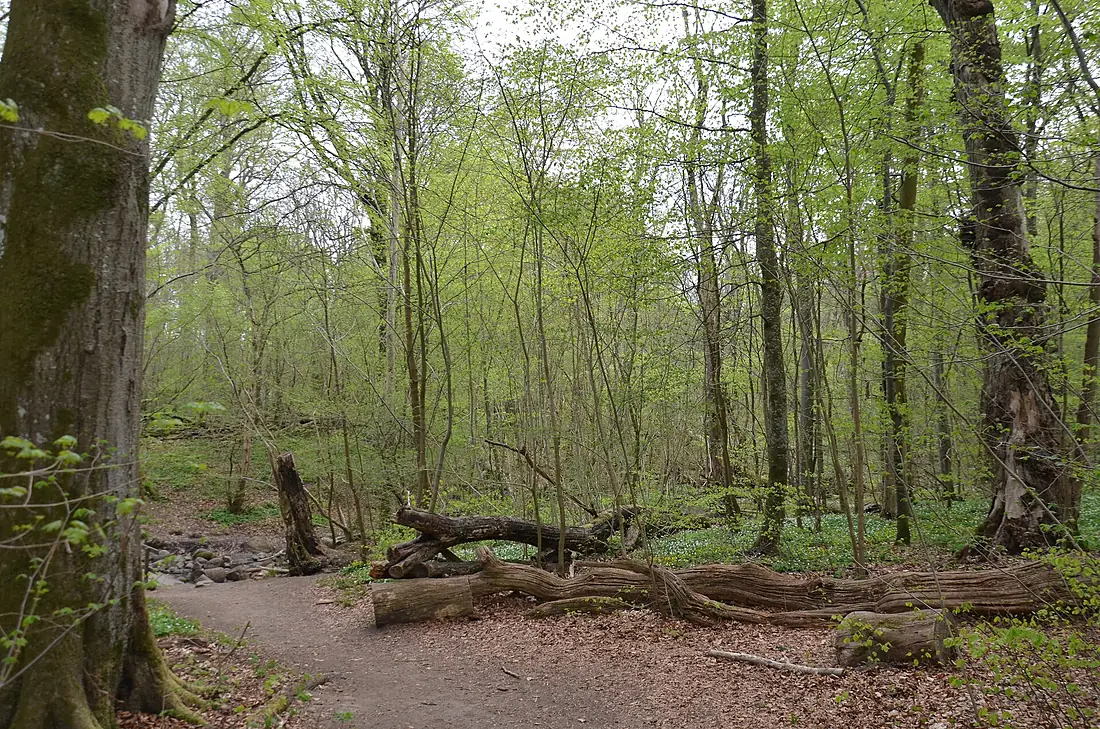 Dalby Söderskog 02