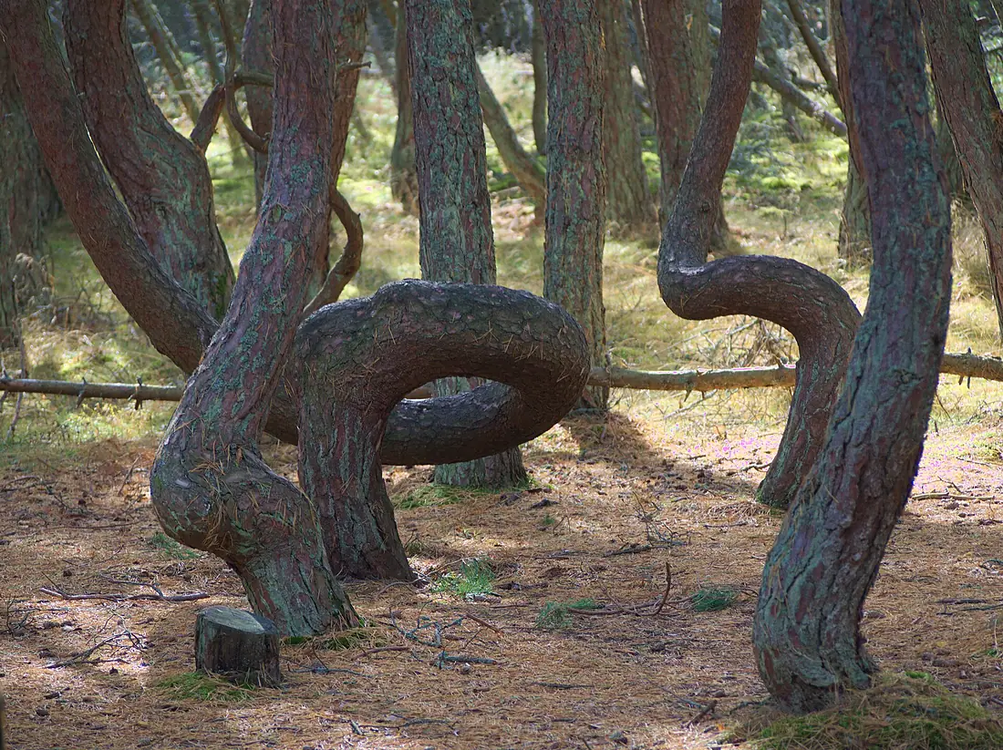 Bäume im Tanzenden Wald September 2019