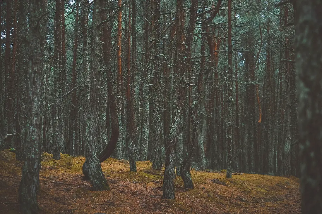 Curonian Spit - Dancing forest 1