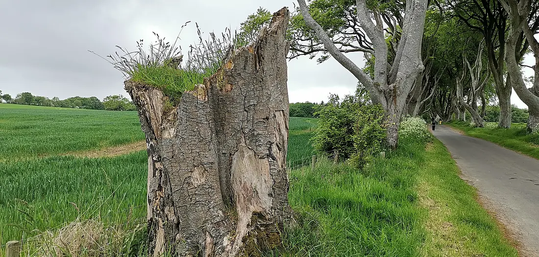 Dark hedges 2023-05-26 16