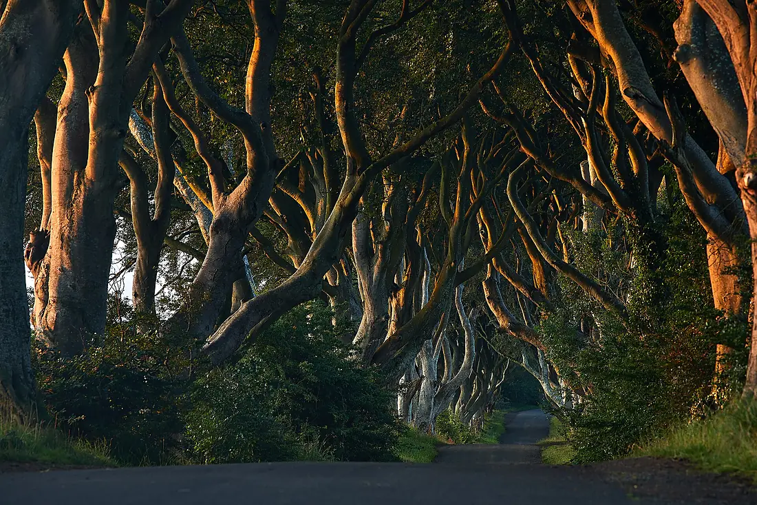 The Dark Hedges in August 2024