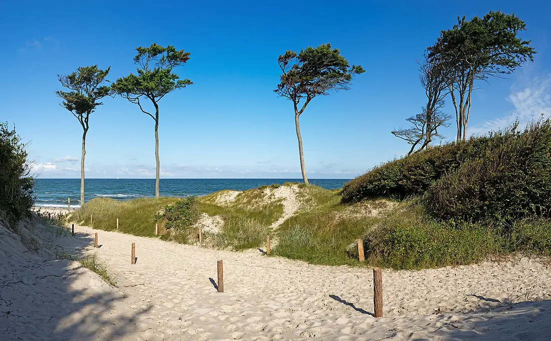 20170717 Versunkener Baum des Darßwalds am Weststrand, Born am Darß (08988)