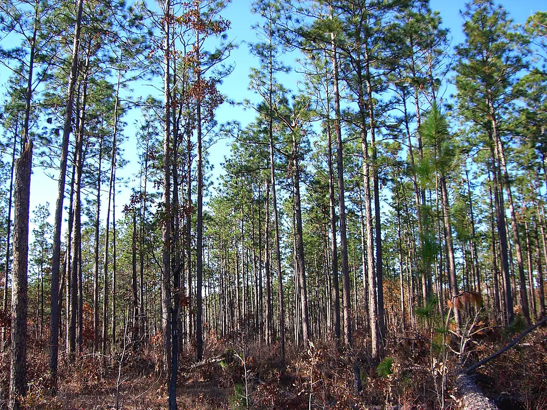 DeSotoNationalForest