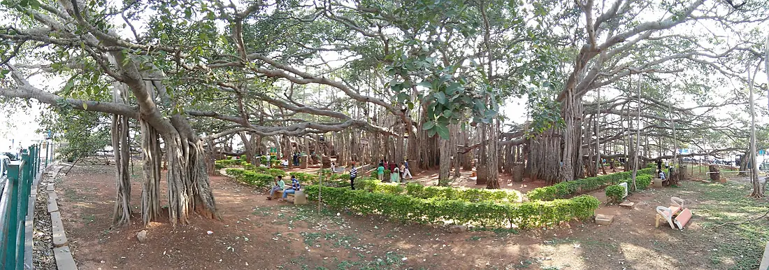 Roots of BIG Banyan Tree