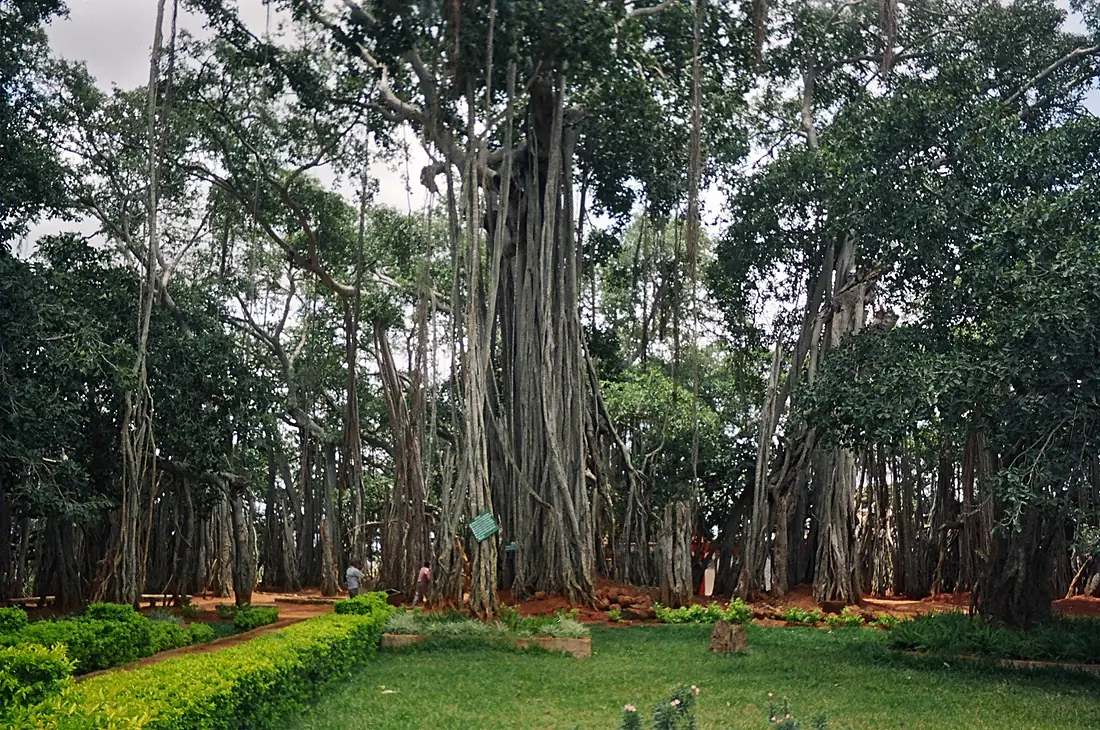 Dodda Alada Mara banyan 8