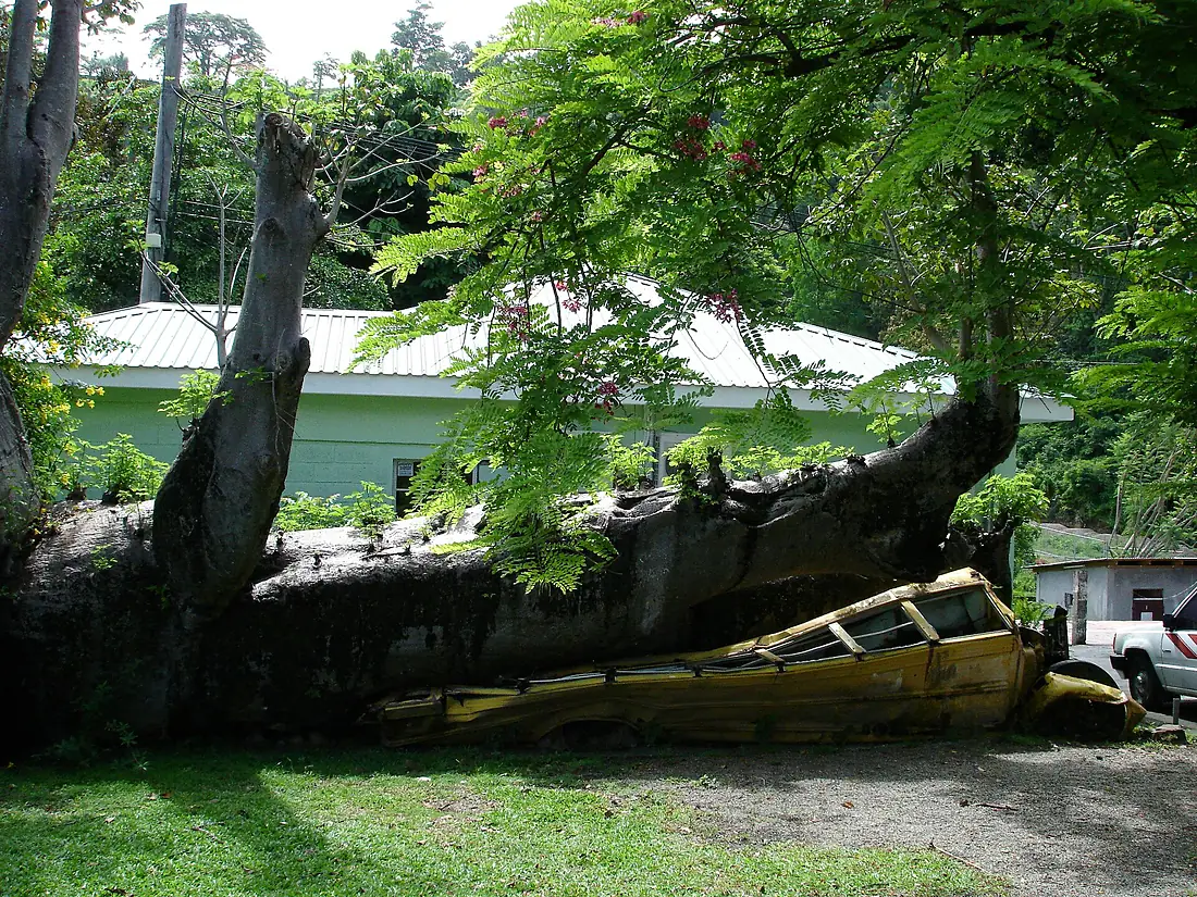 Dominica Botanic Gardens 02 2025 01