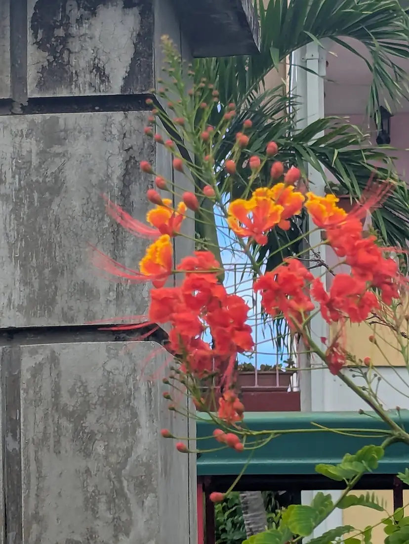 Dominica Botanic Gardens 02 2025 02