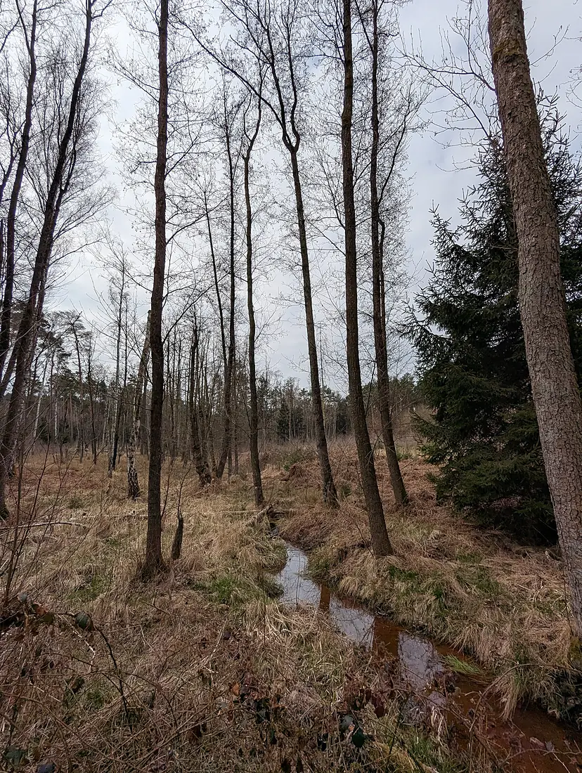 A stream in Dübener Heide 01