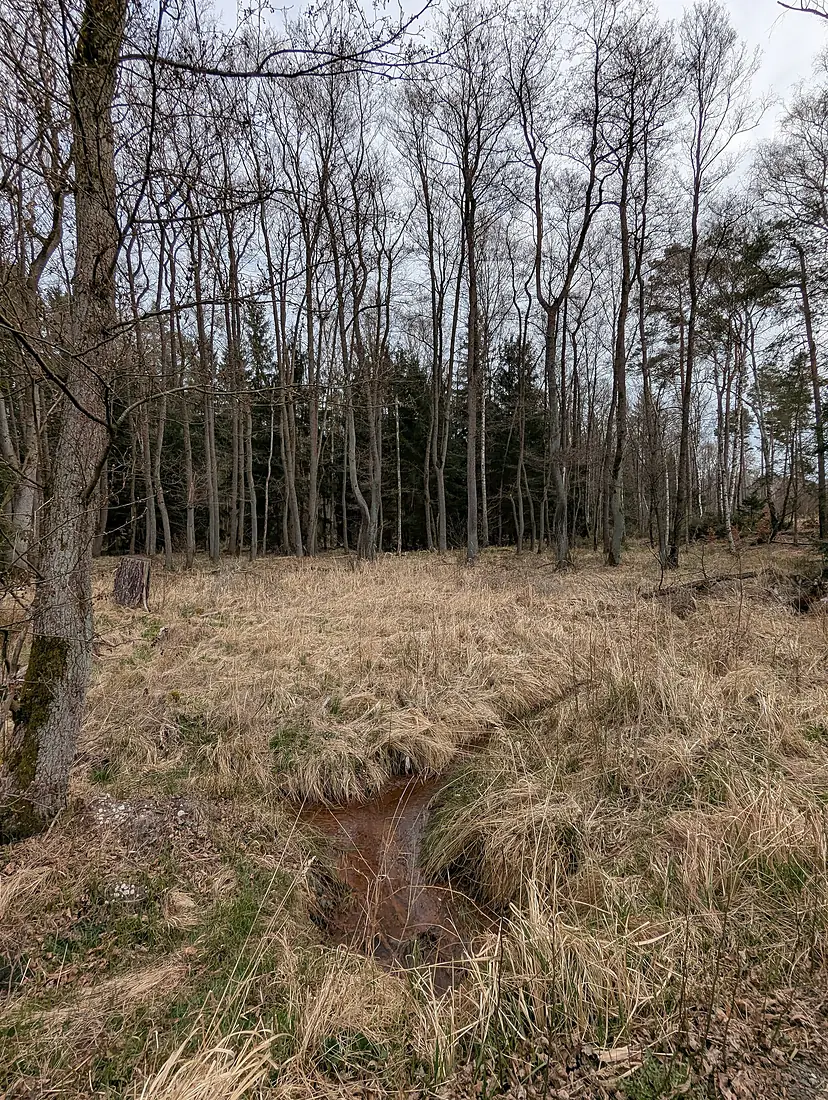 A stream in Dübener Heide 02