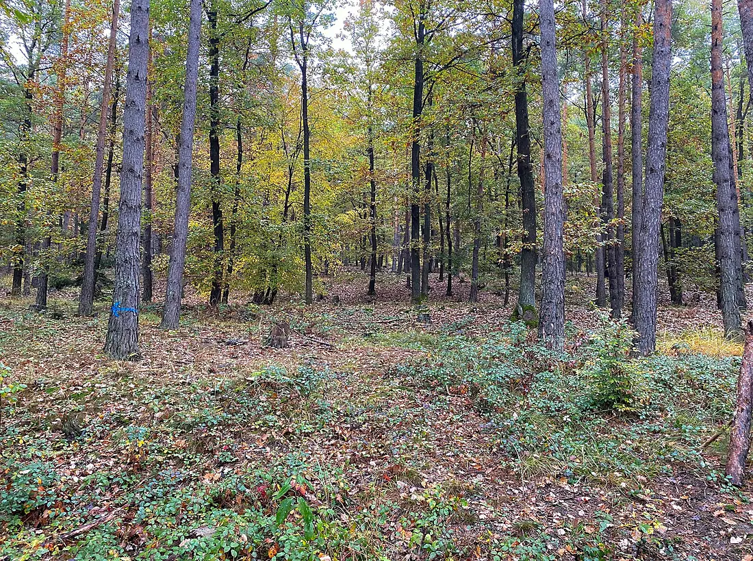 3124 Landersdorf, Dunkelsteinerwald 01 2022-10-15