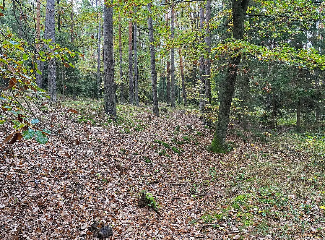 Dunkelsteinerwald-Herbst