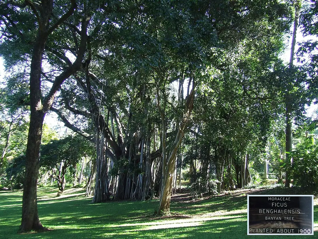 The Durban Banyan Tree