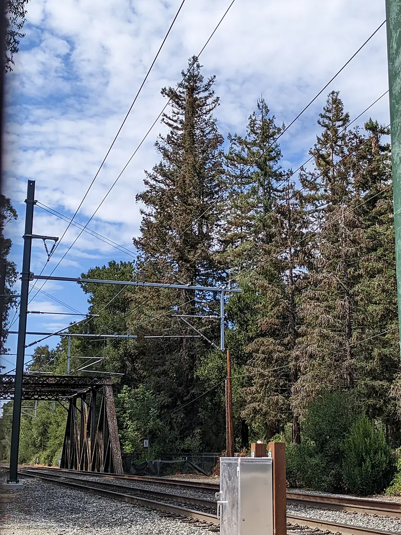 El Palo Alto by the railroad
