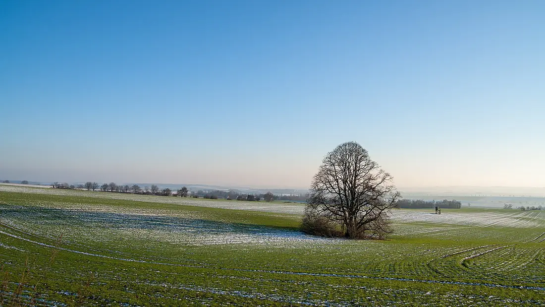 20190120 AmplebenElm LowerSaxony LoneTree DSC07045 PtrQs
