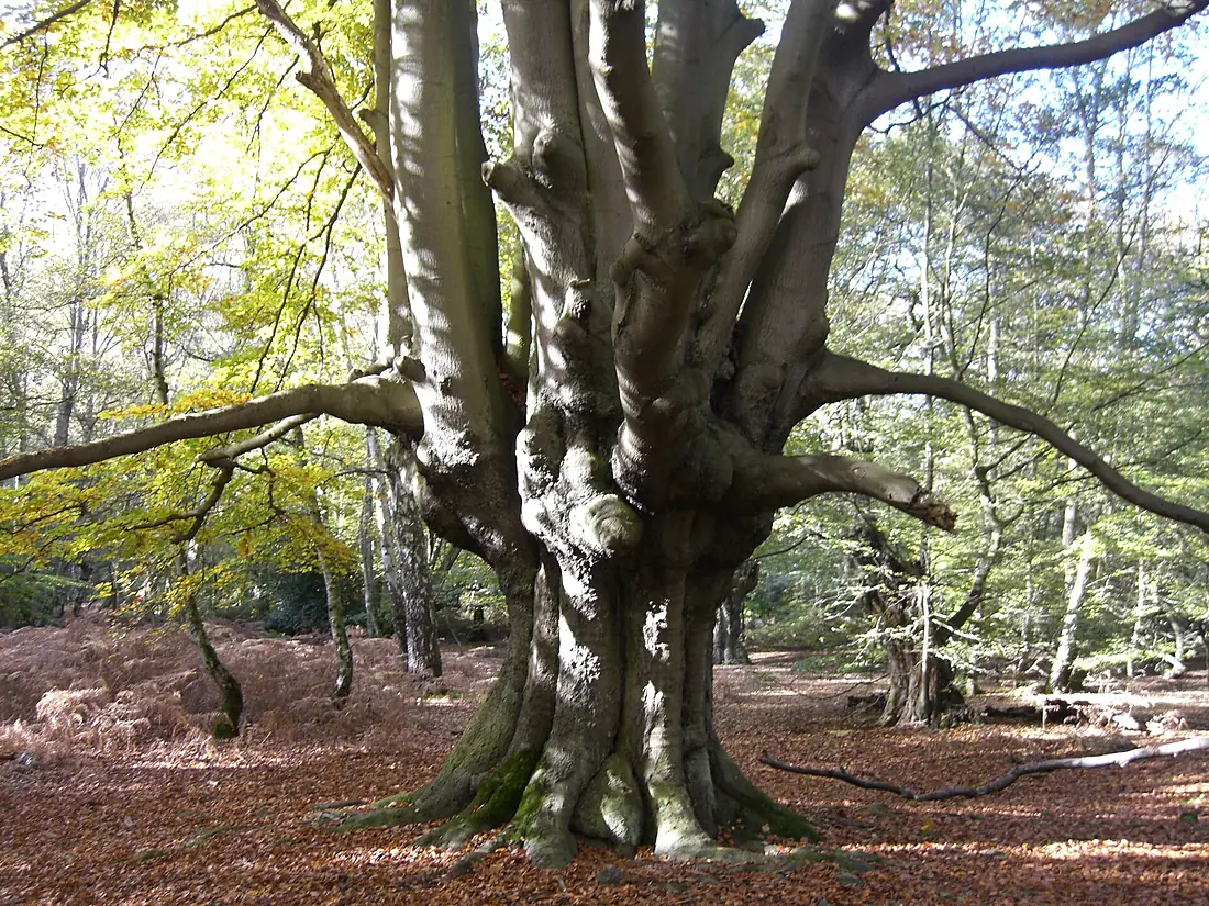 Epping Forest pollard