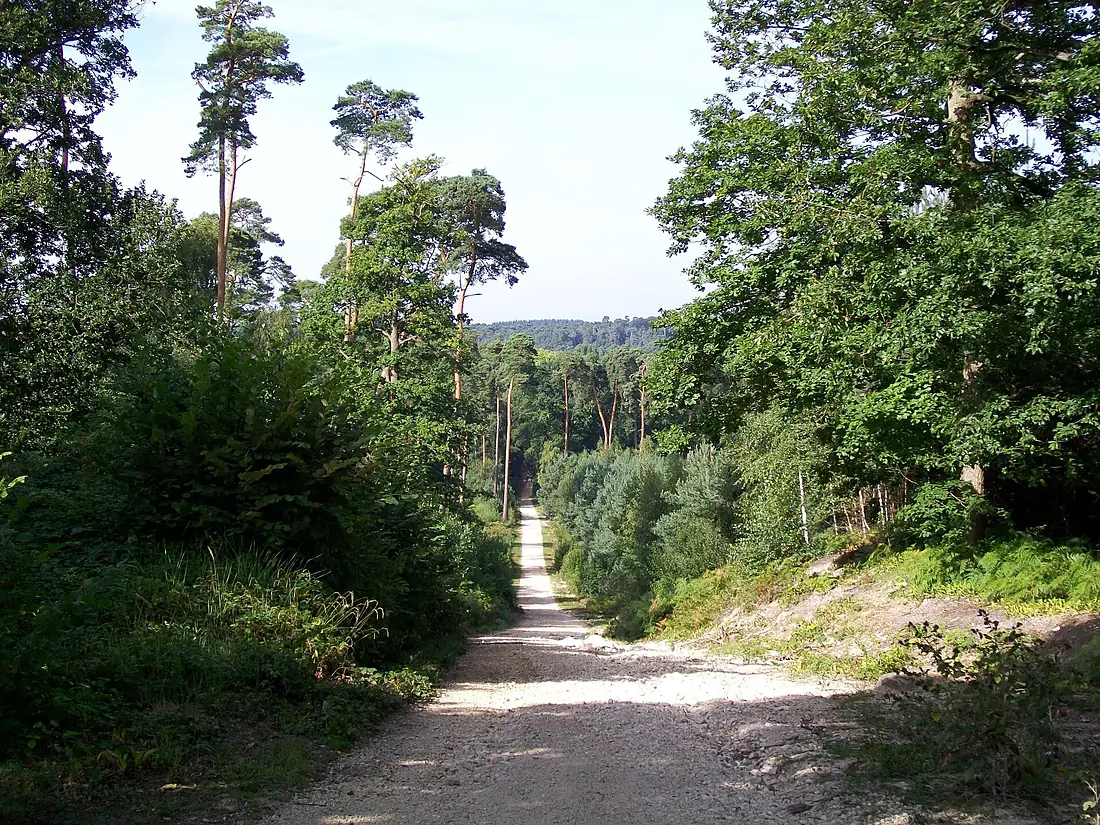 Bois de Perthe, route du Regard