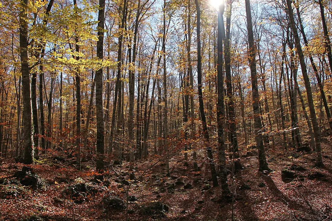 Tossol Fageda