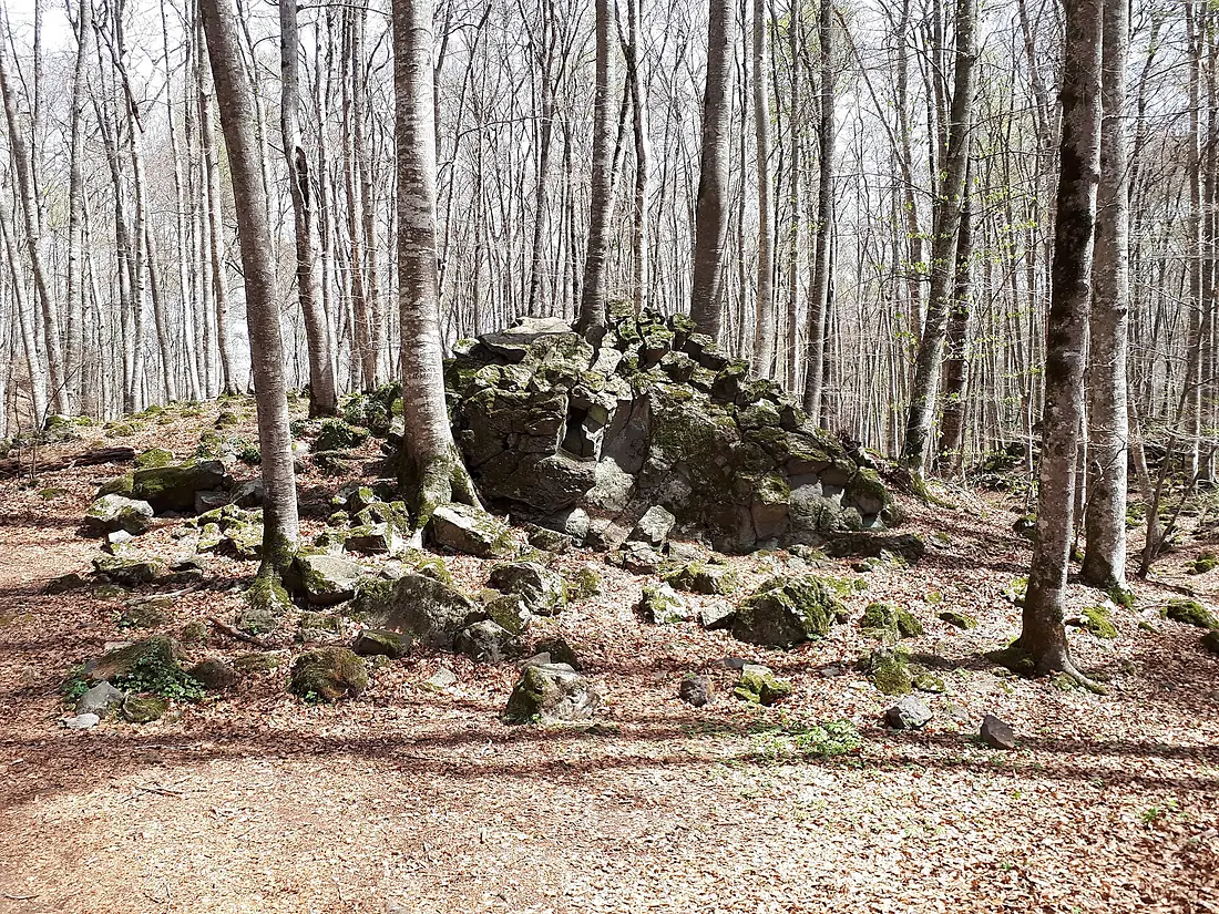 17 Fageda d'en Jordà (Santa Pau)