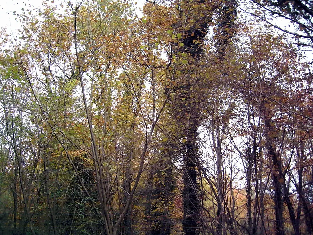 18 Fageda d'en Jordà (Santa Pau)