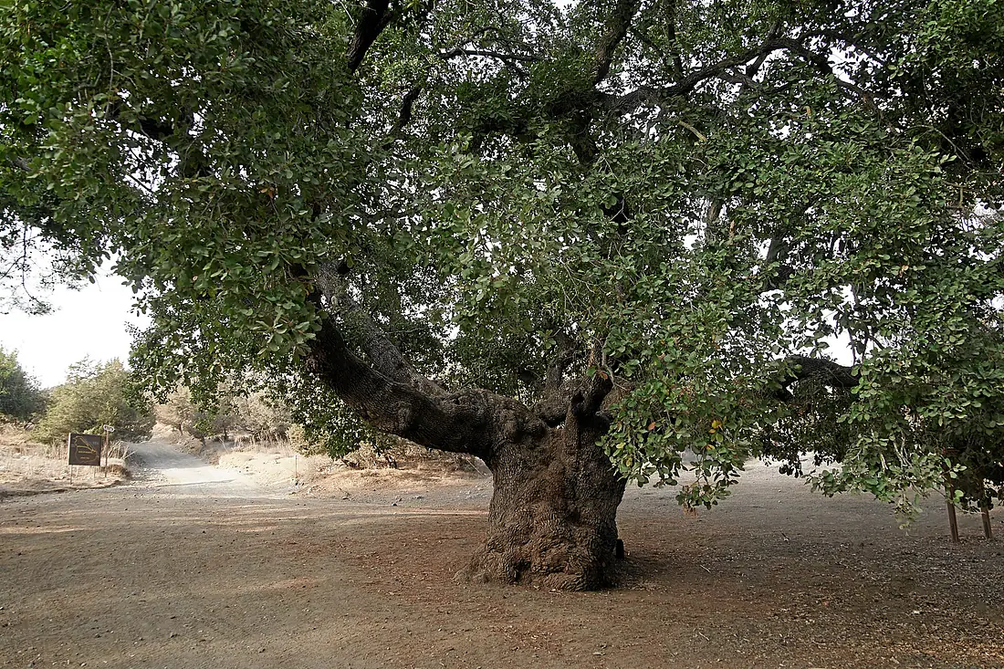 Pyrgos-tis-rigenas-eiche