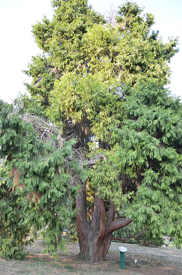 Calocedrus decurrens - Folly Arboretum