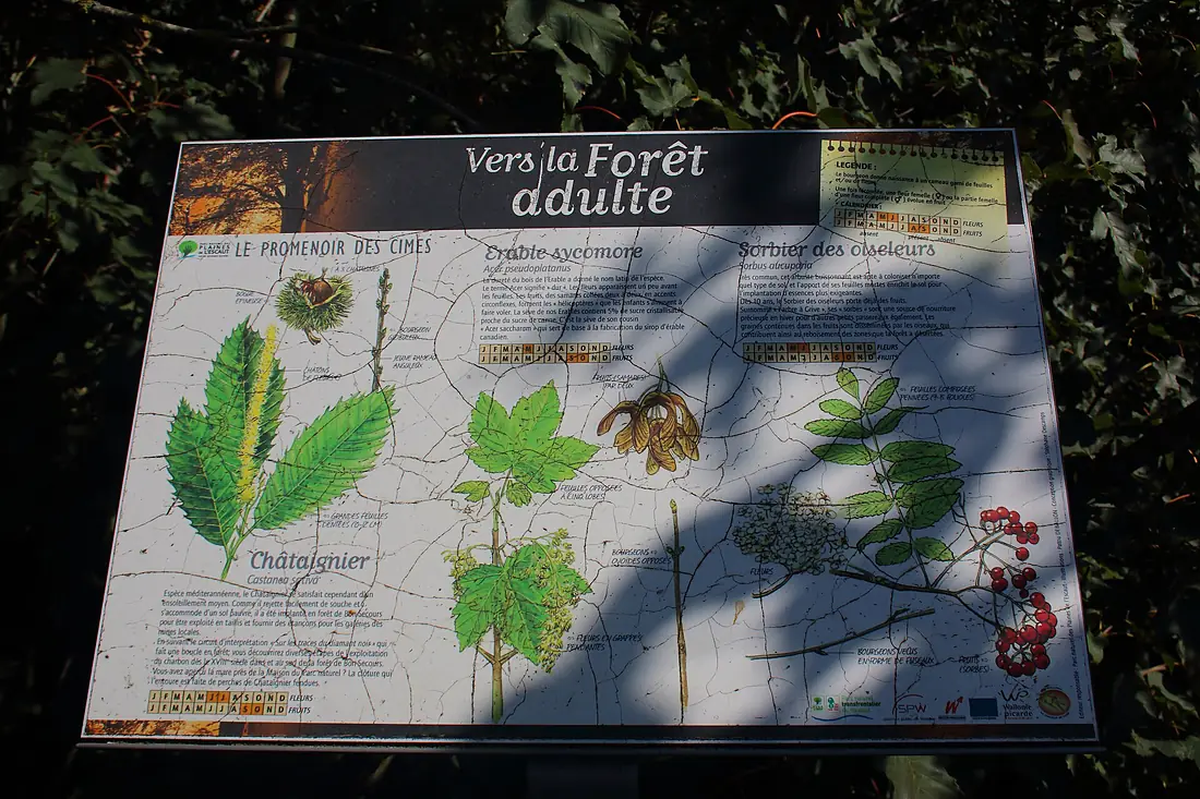 Forêt de Bon-Secours 02