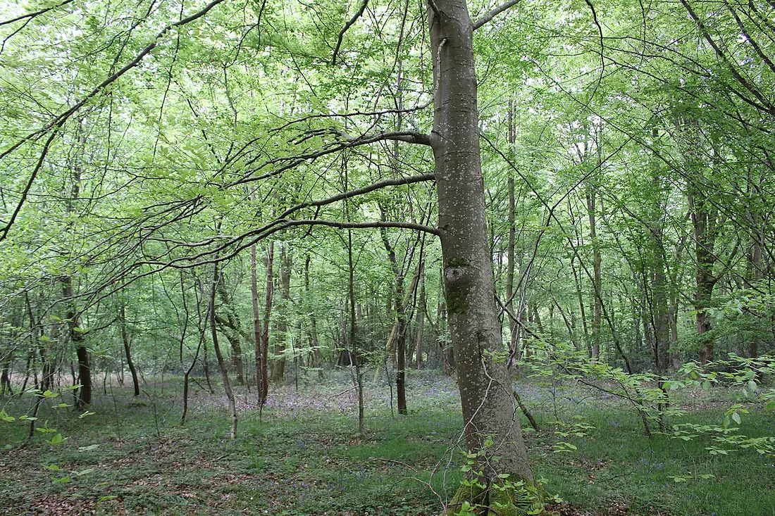 Forêt de Compiègne, avril 2023 (1)