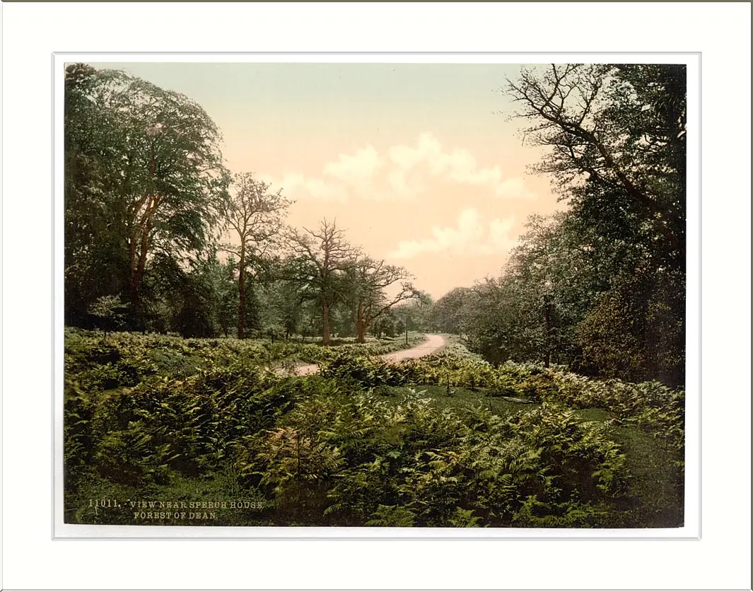 A view near Speech House Forest of Dean England