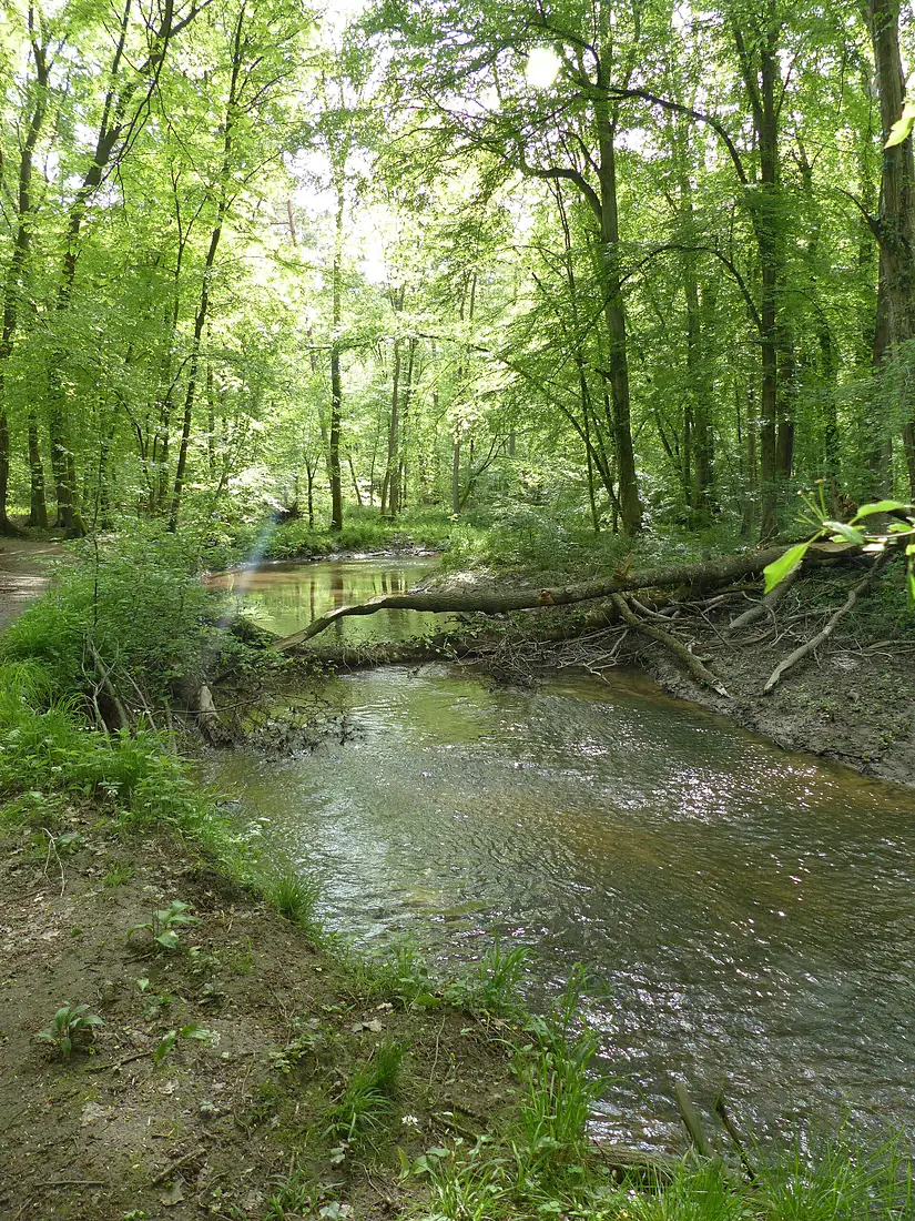 Eberbach en forêt de Haguenau 01