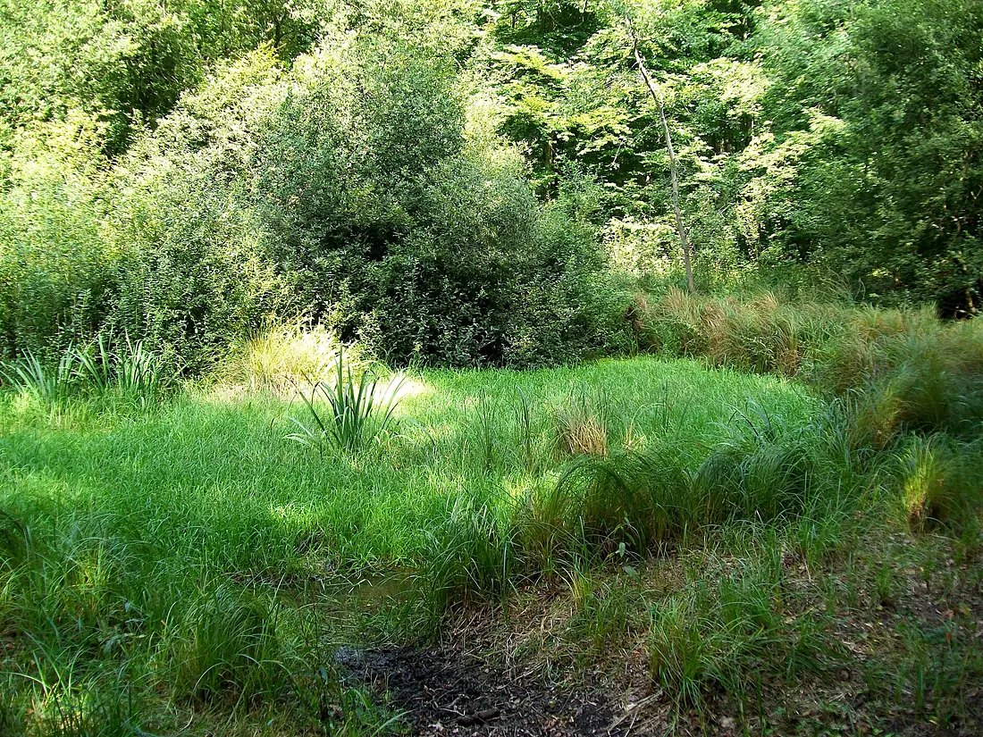 Aumont-en-Halatte et Senlis (60), mare du Mont Alta, parcelles 267-268 dans la forêt d'Halatte