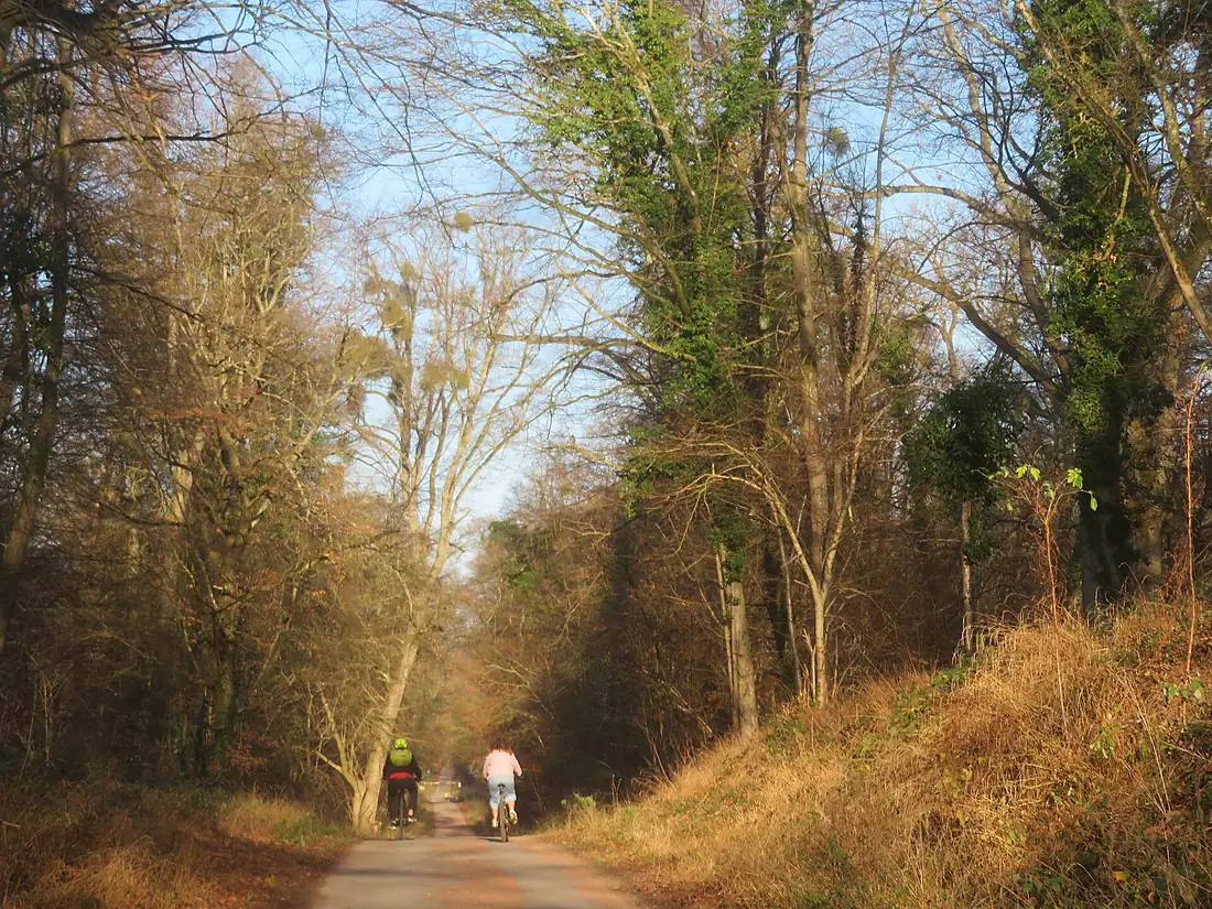 Cyclistes sur la route forestière de la Chaussée Pontpoint