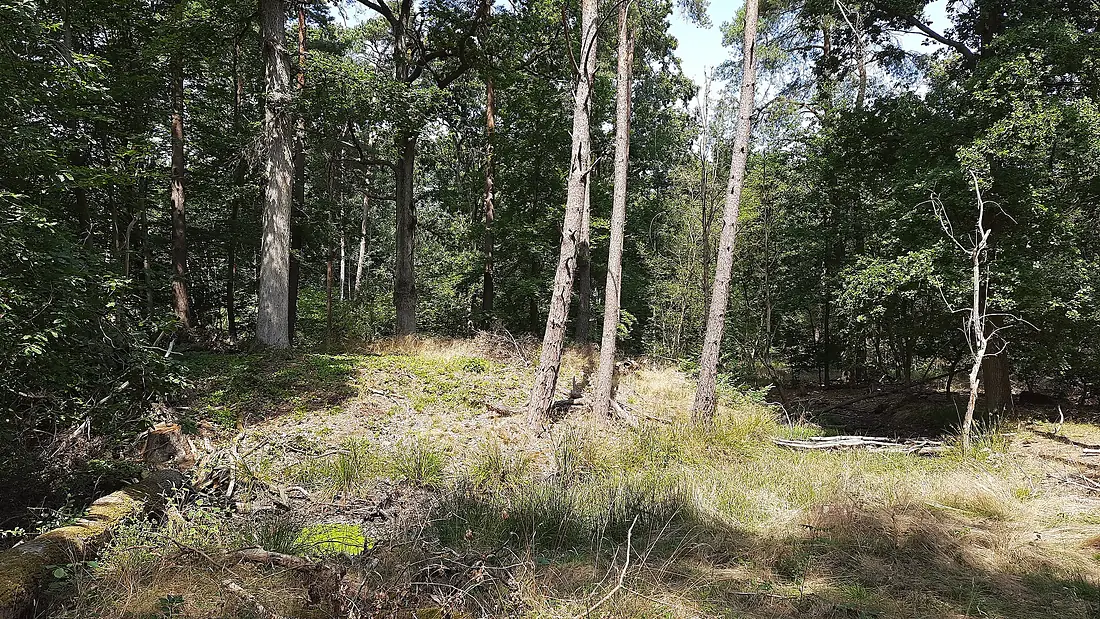 Forêt de Sénart dôme