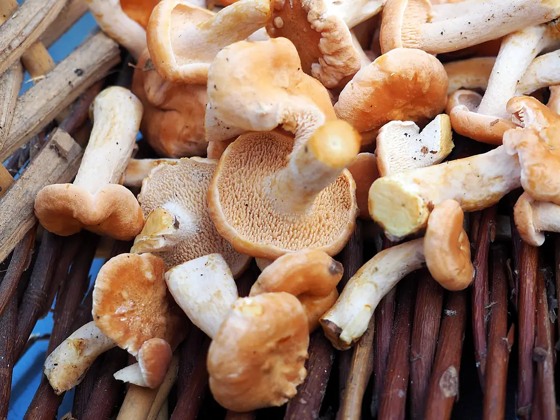 Hydnum rufescens - Forêt de Brotonne