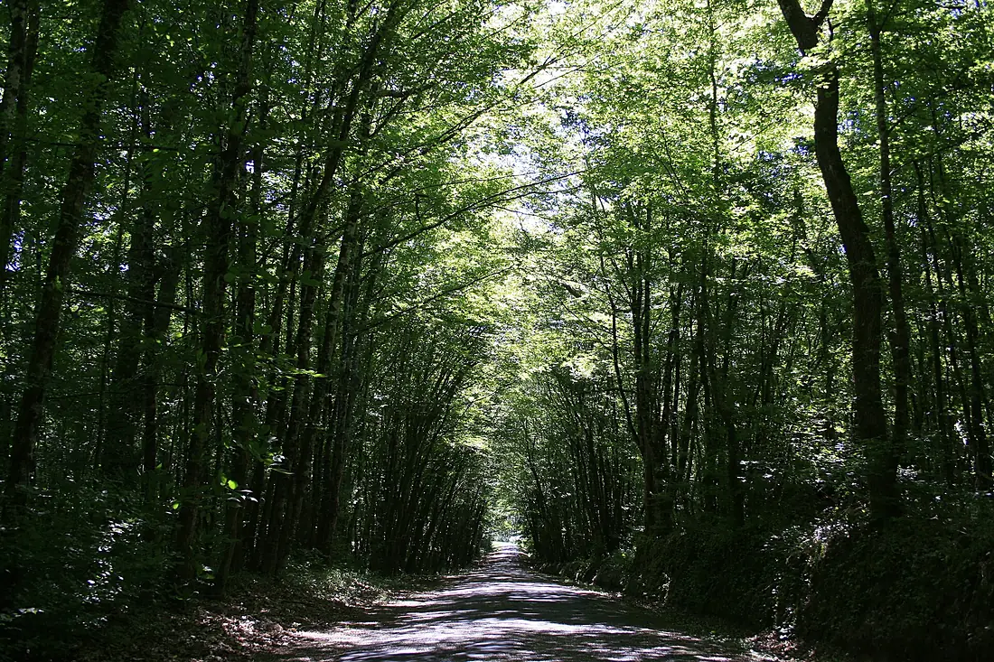 Route des doublauds, Forêt de la Double - panoramio