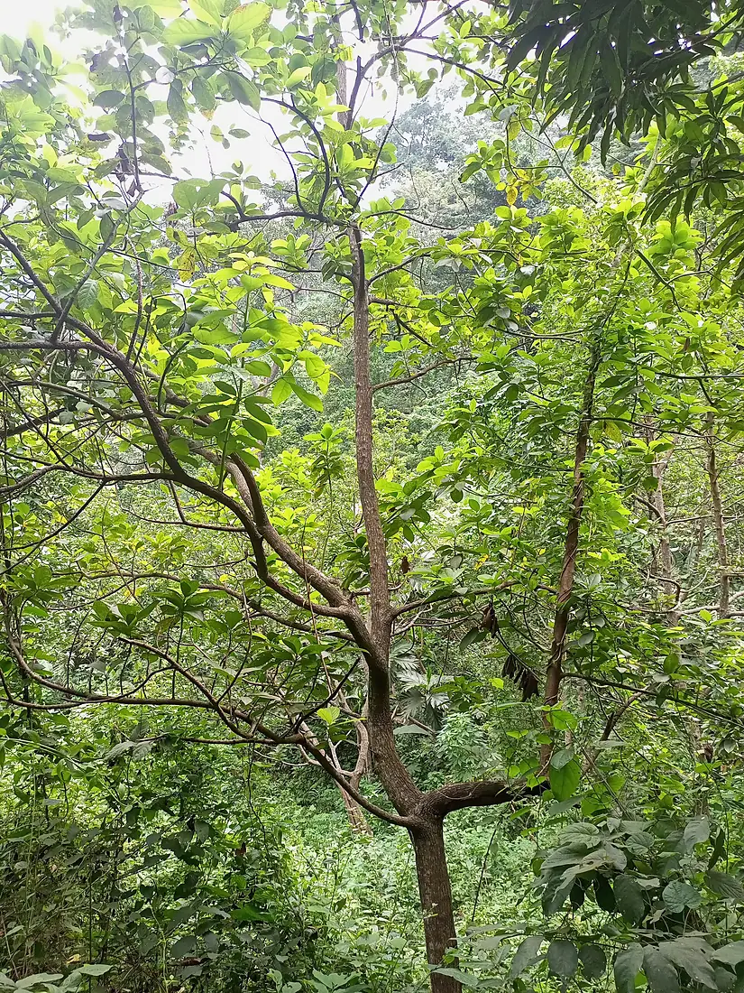 Arbre de forme en U dans la forêt de Missahoè 16