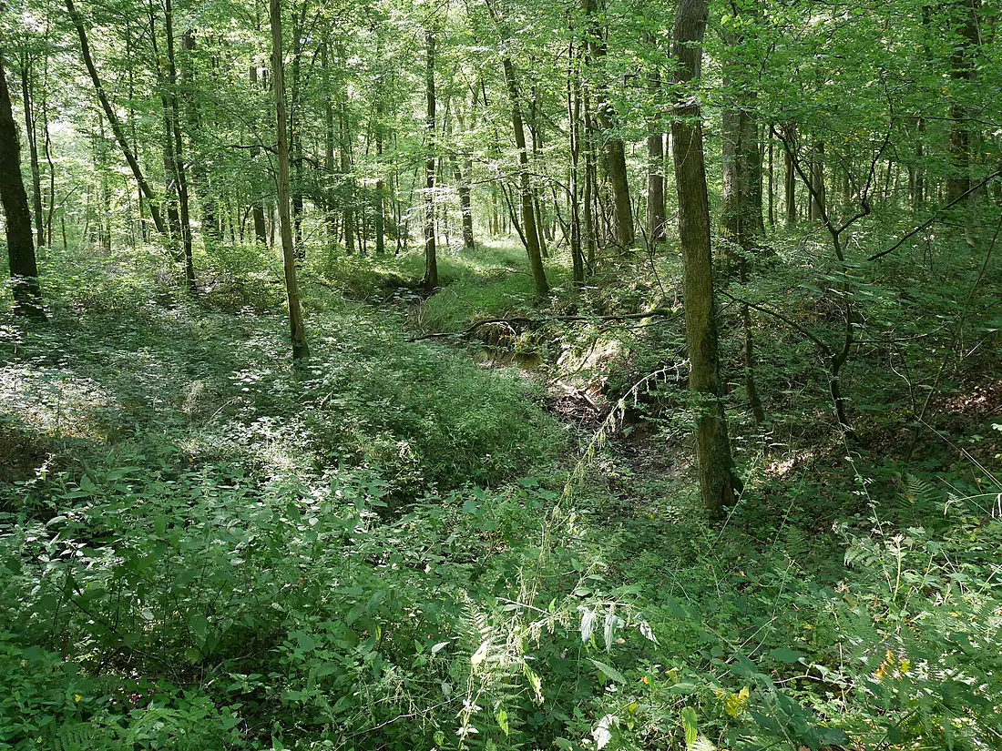 Forêt de Mormal - Nerviens 01