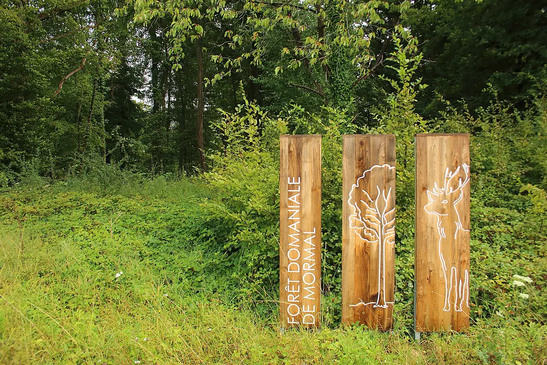 Forêt de Mormal 01