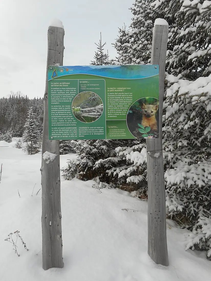 Foret Montmorency - 001