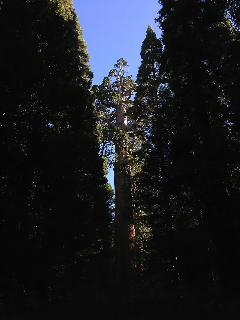 2013-09-20 09 29 53 General Grant Tree